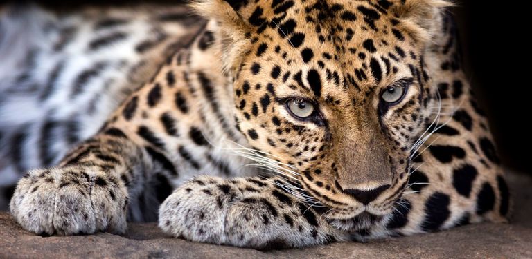 Leopard