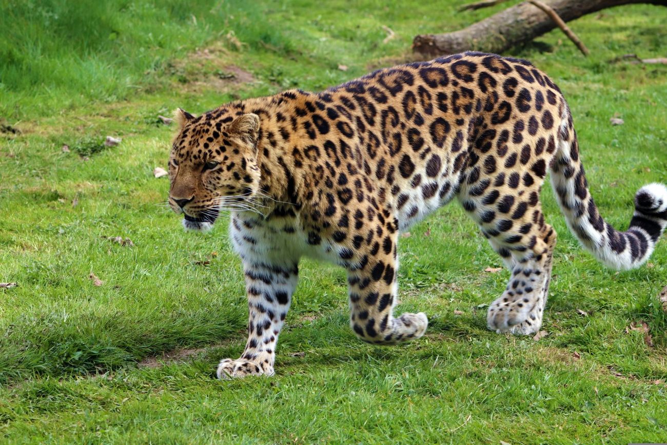 An Amur leopard walking through the grass.