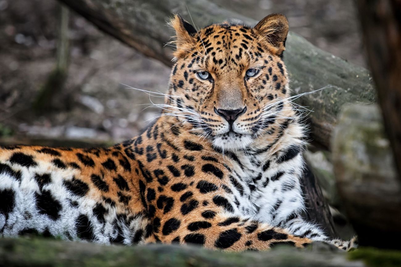 An Amur leopard resting in a forest.