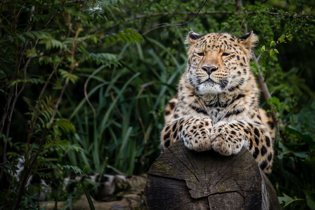 An Amur leopard resting on a log.