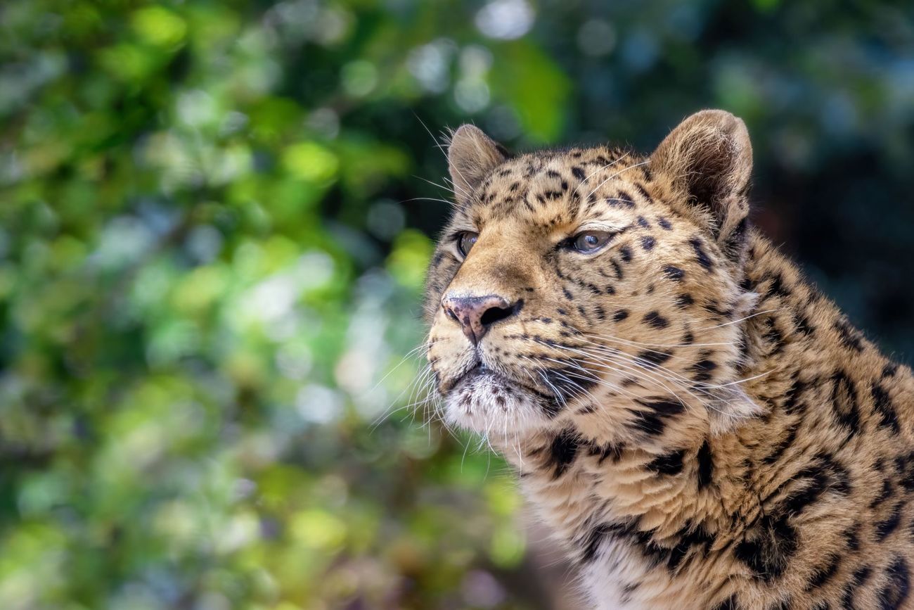 An Amur leopard in a forest.