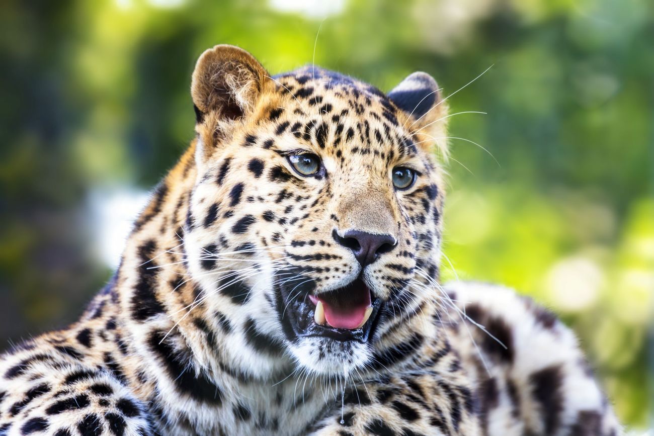 An Amur leopard.