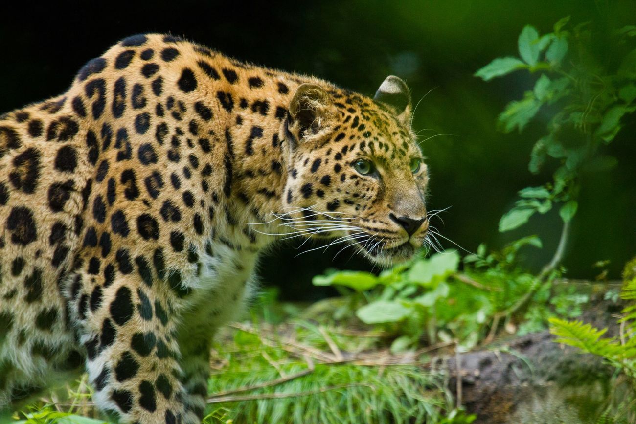 An Amur leopard in a forest.