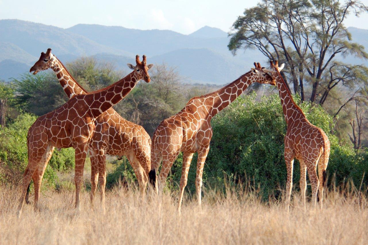 Giraffen