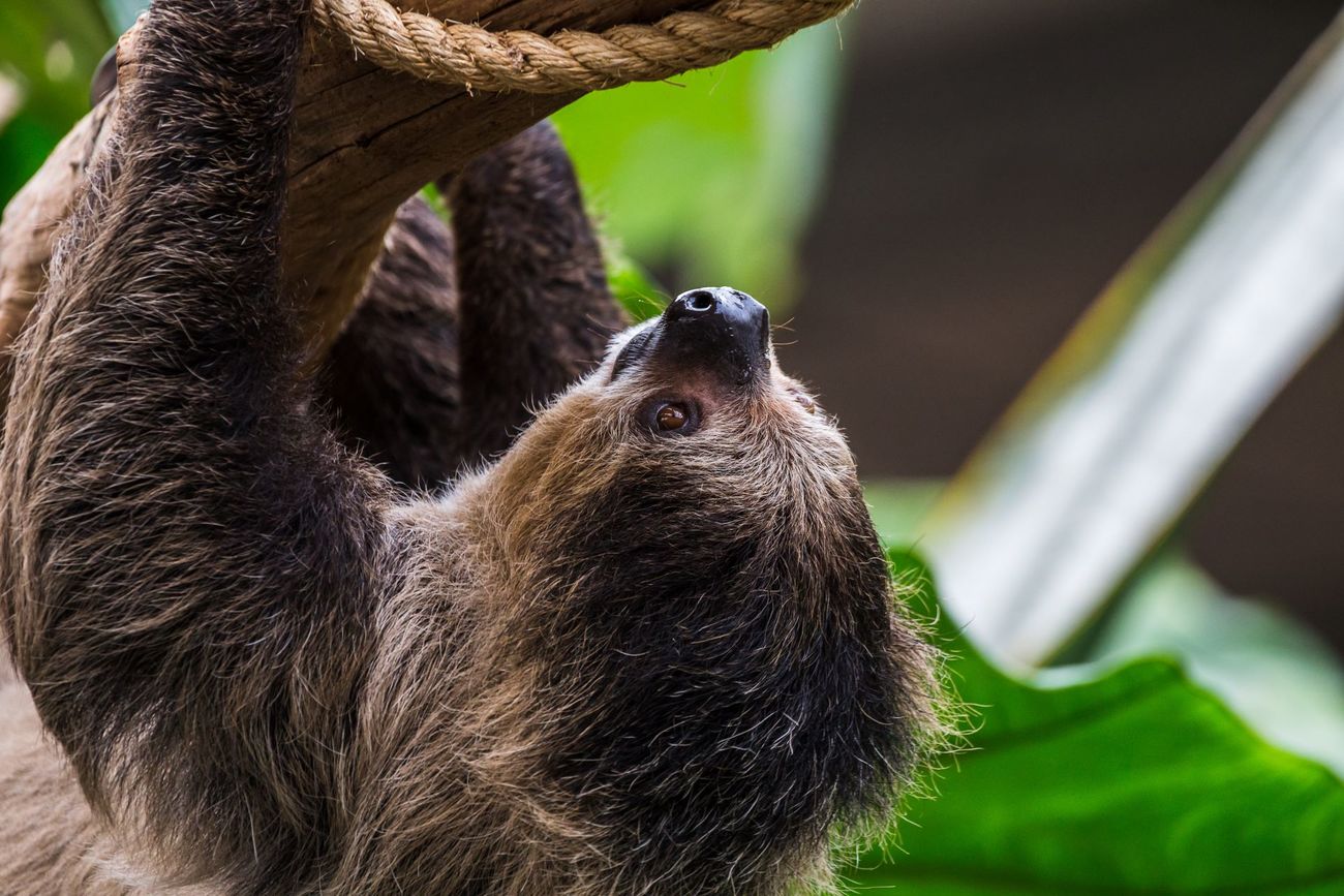 Linnaeus’s two-toed sloth hanging upside down.