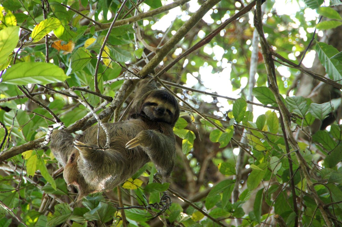 A brown-throated sloth in the jungle.