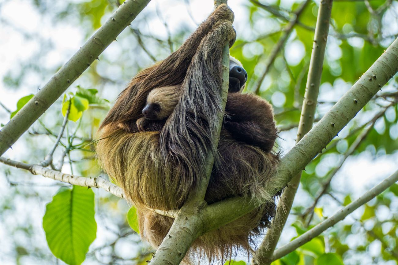 Hoffmann’s two-toed sloth with its young in a tree.