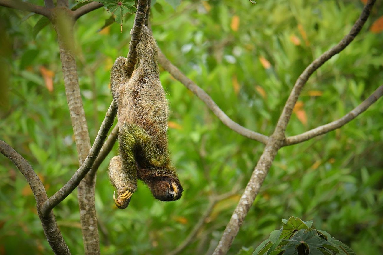 A brown-throated sloth hanging upside-down from a tree branch.