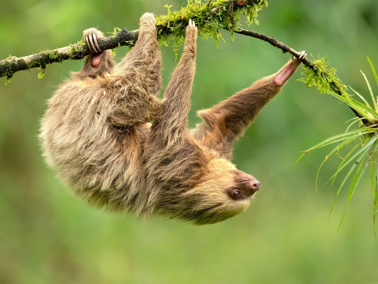 Hoffmann’s two-toed sloth hanging upside-down in a tree.