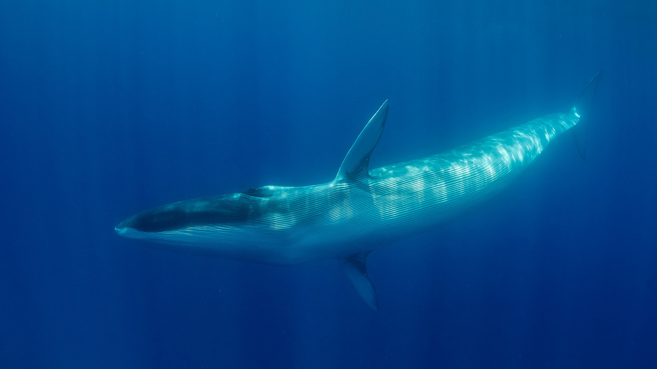 Fin whale turns to look at the camera, Atlantic Ocean, Pico Island, The Azores.