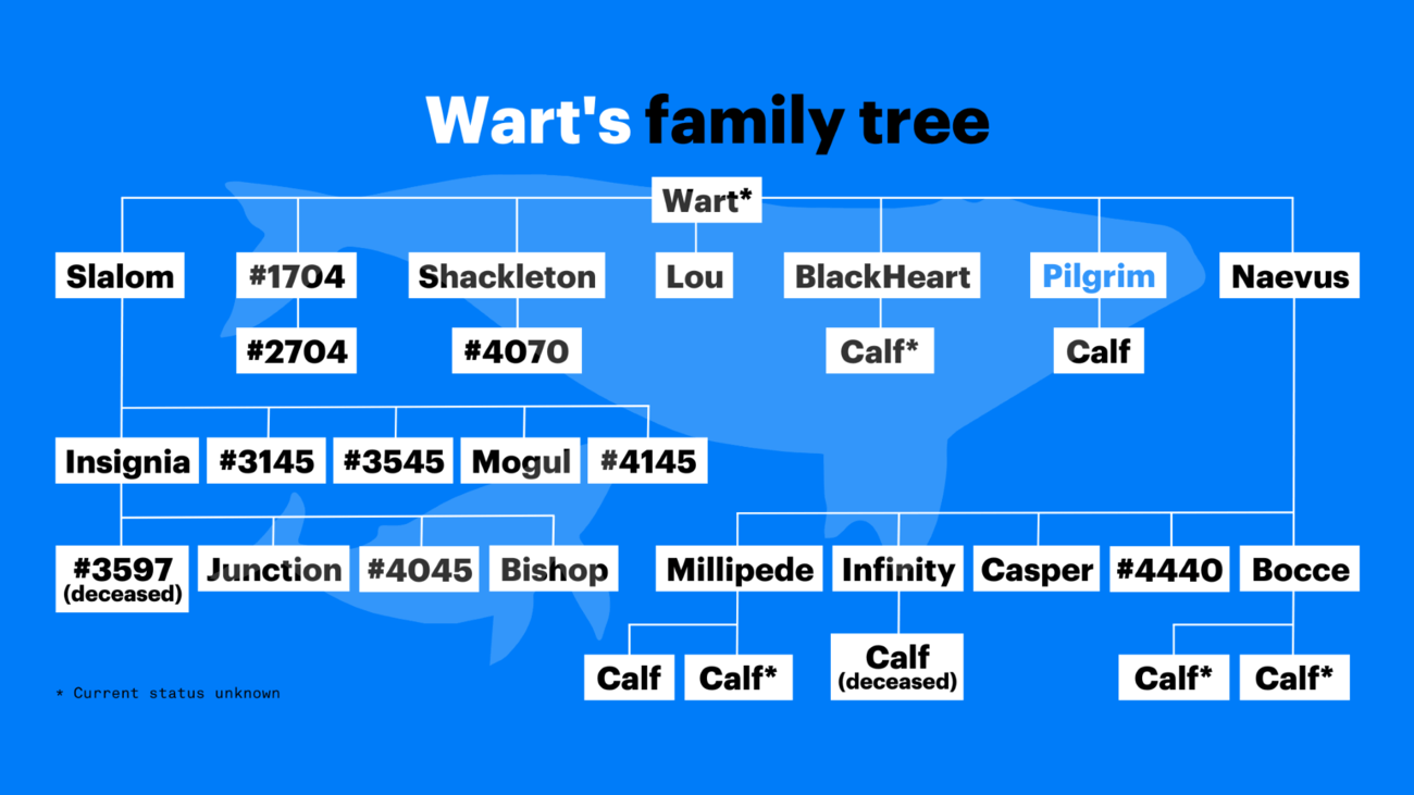 Pilgrim's family tree.