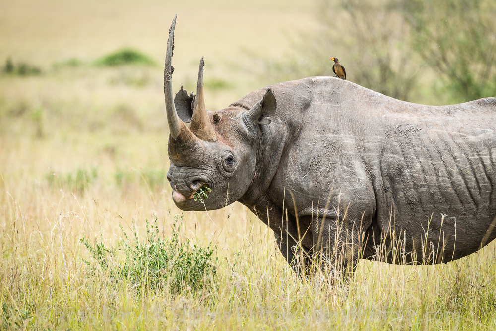 black rhino in South Africa 