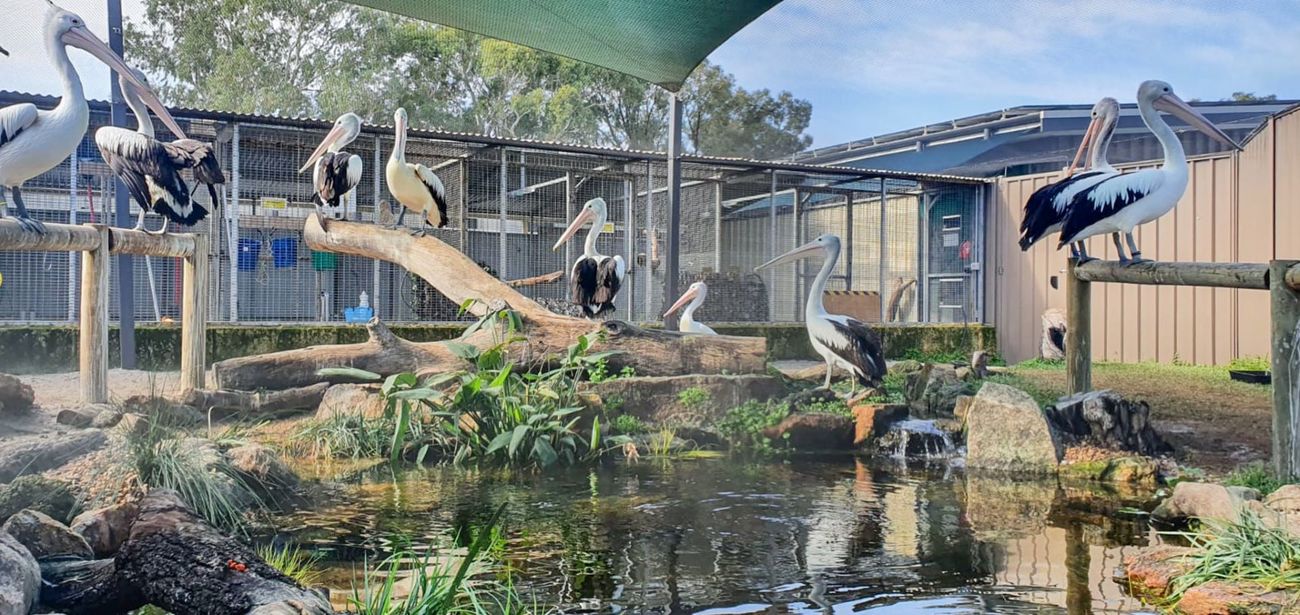 Some of the rescued pelicans after being cleaned and treated by the rescue teams in Western Australia.