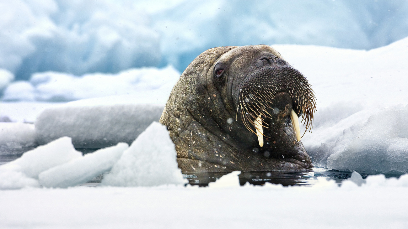 Walrus.