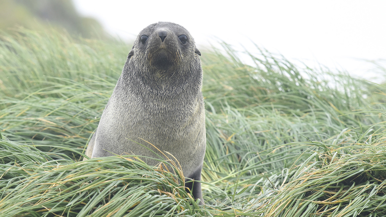 An Antarctic fur seal among the grass. 