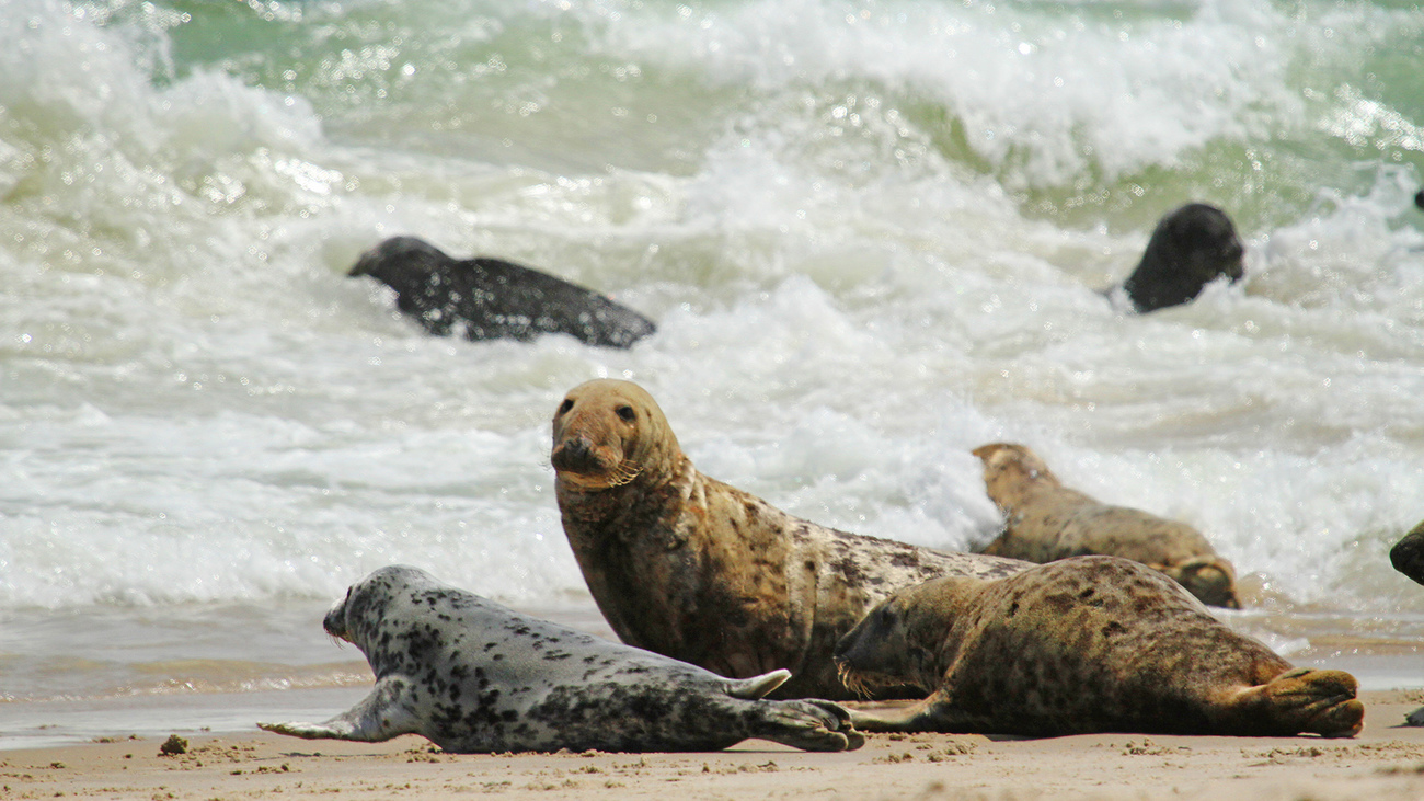 Waves crash against a large group of gray seals laid out along the shoreline.