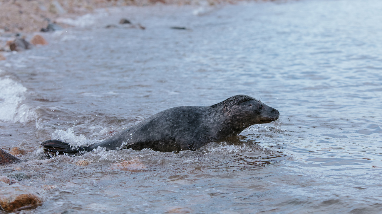 Denali the gray seal is released back to the wild. 