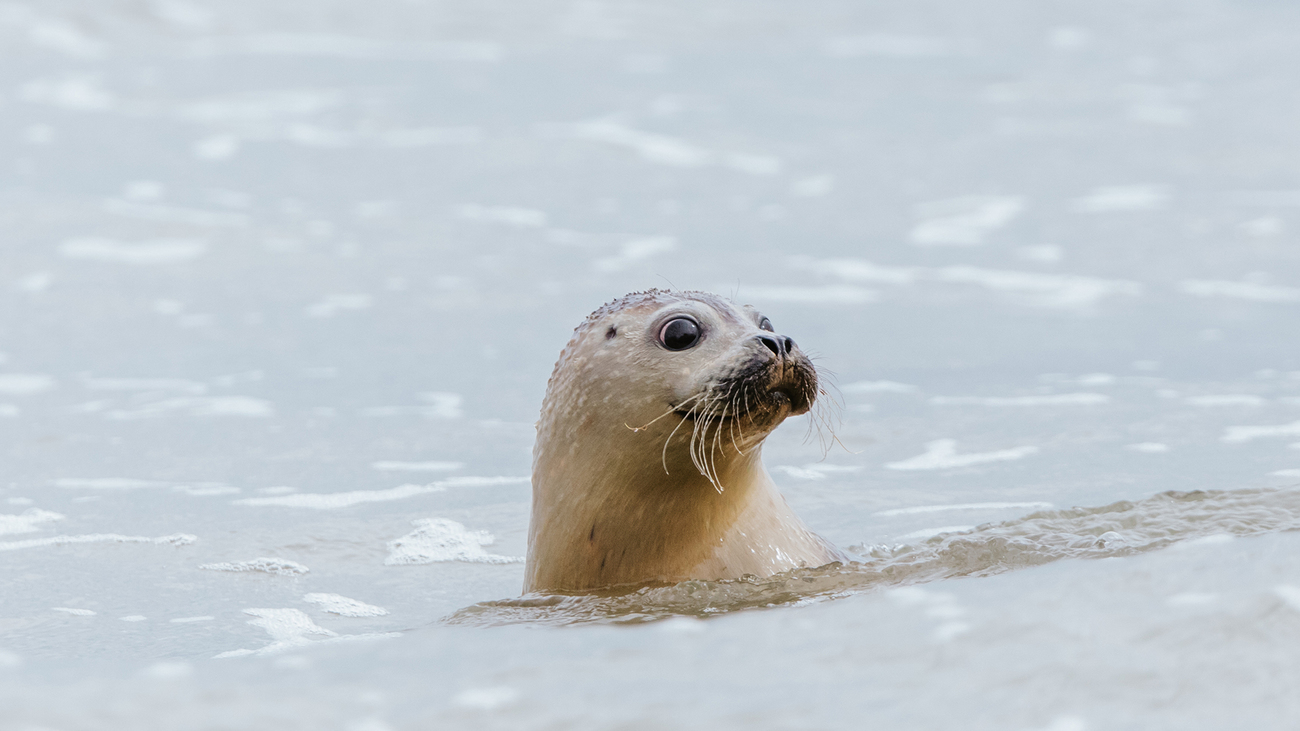  After three months of care, Gonzo the harbor seal is released back to the wild.