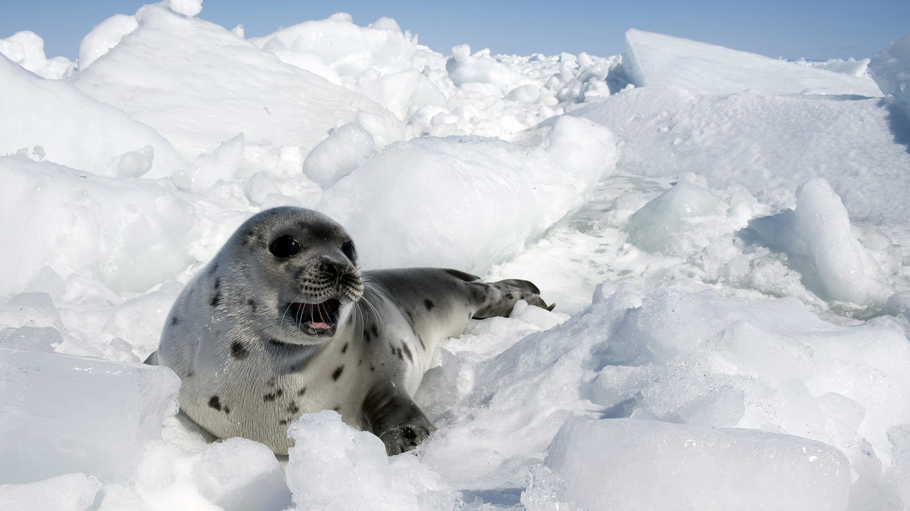  A beater harp seal pup on the ice in the Gulf of St. Lawrence, Canada.