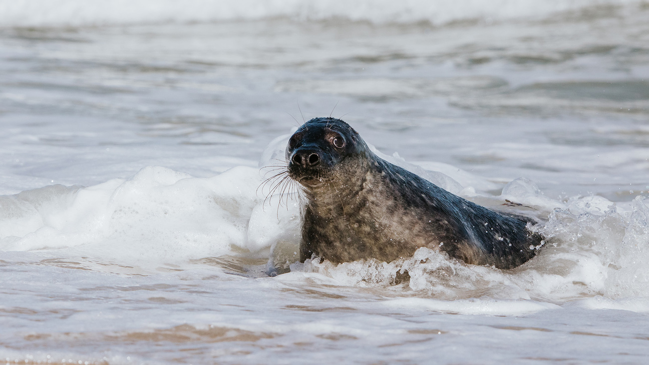 Cerberus as he enters the ocean for the first time after his release at Scusset Beach in Sandwich, Massachusetts.