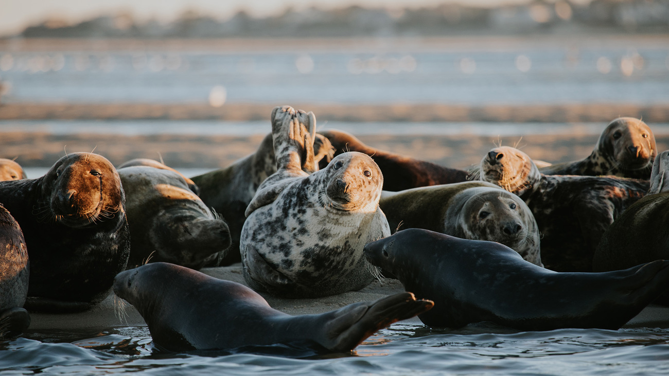 A group of gray seals hauled out on a beach.