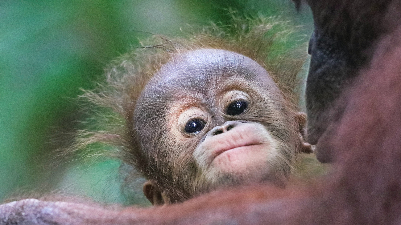 A young orangutan.