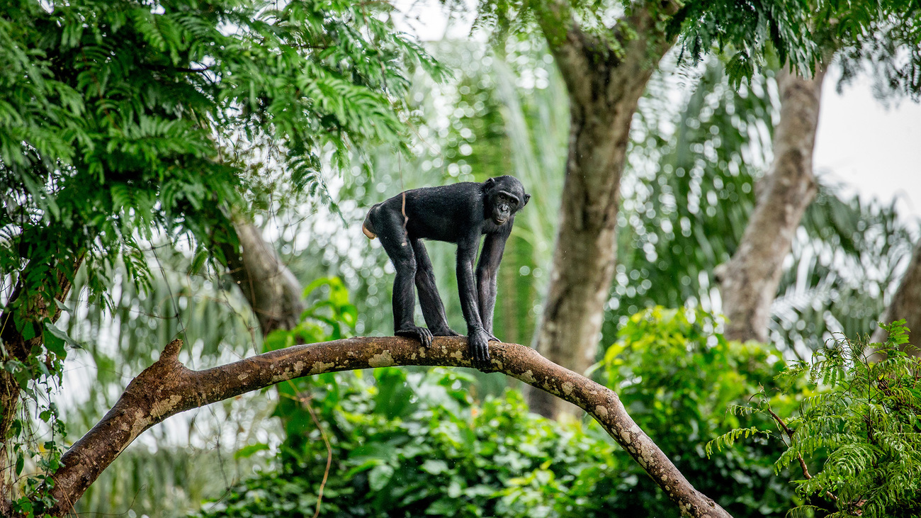 A bonobo on a tree branch in the Democratic Republic of Congo.