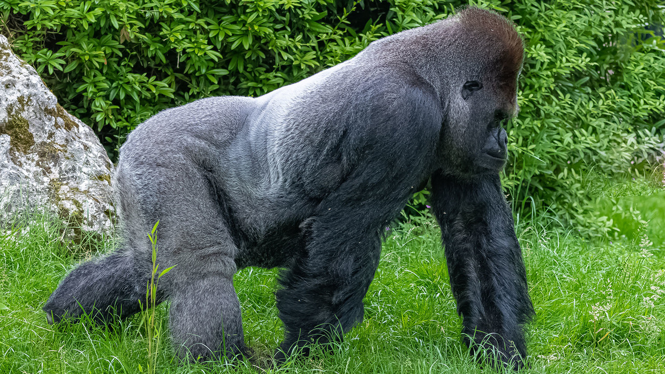 A male gorilla walking through the grass.