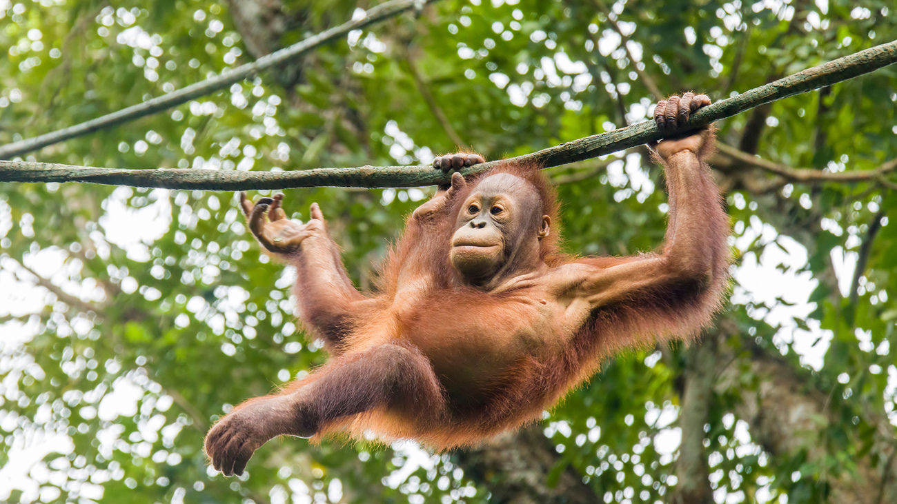 A young orangutan swings in the forest in Indonesia.