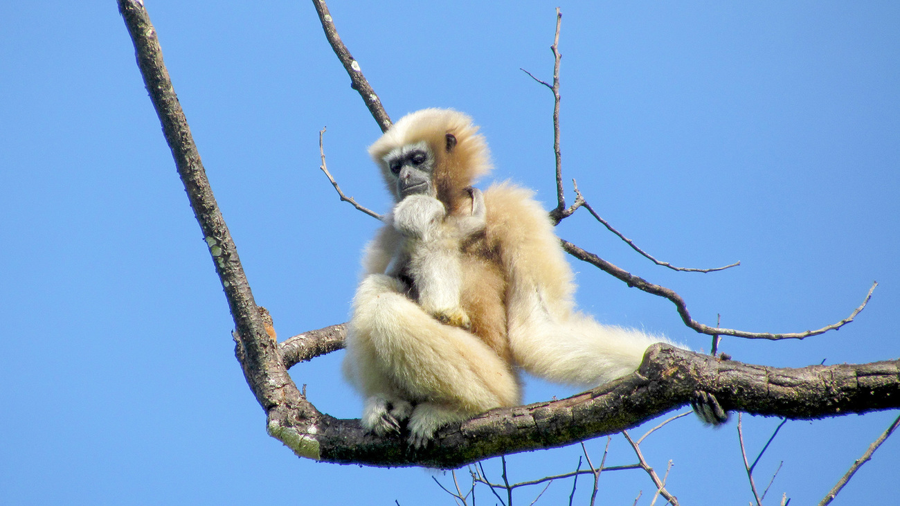 A female gibbon with her young