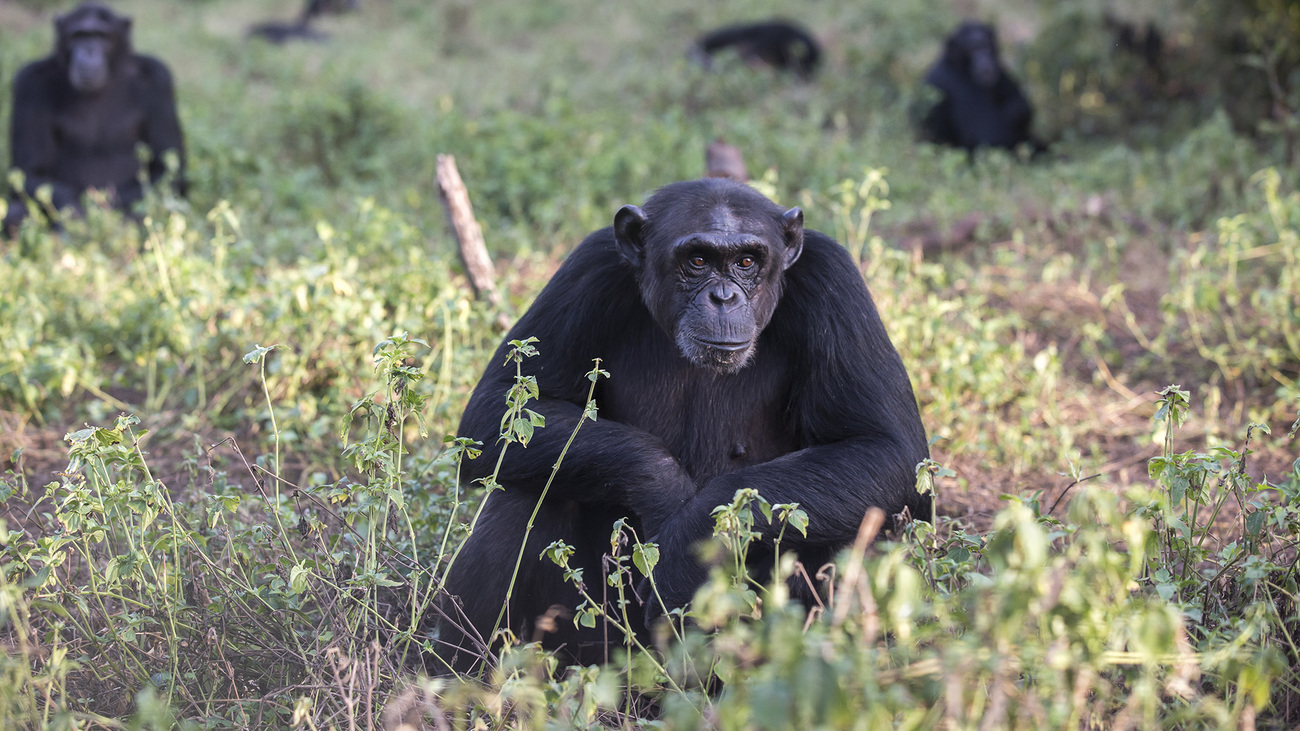 Chimpanzees in the forest at the Ngamba Island Chimpanzee Sanctuary in Lake Victoria, Uganda.