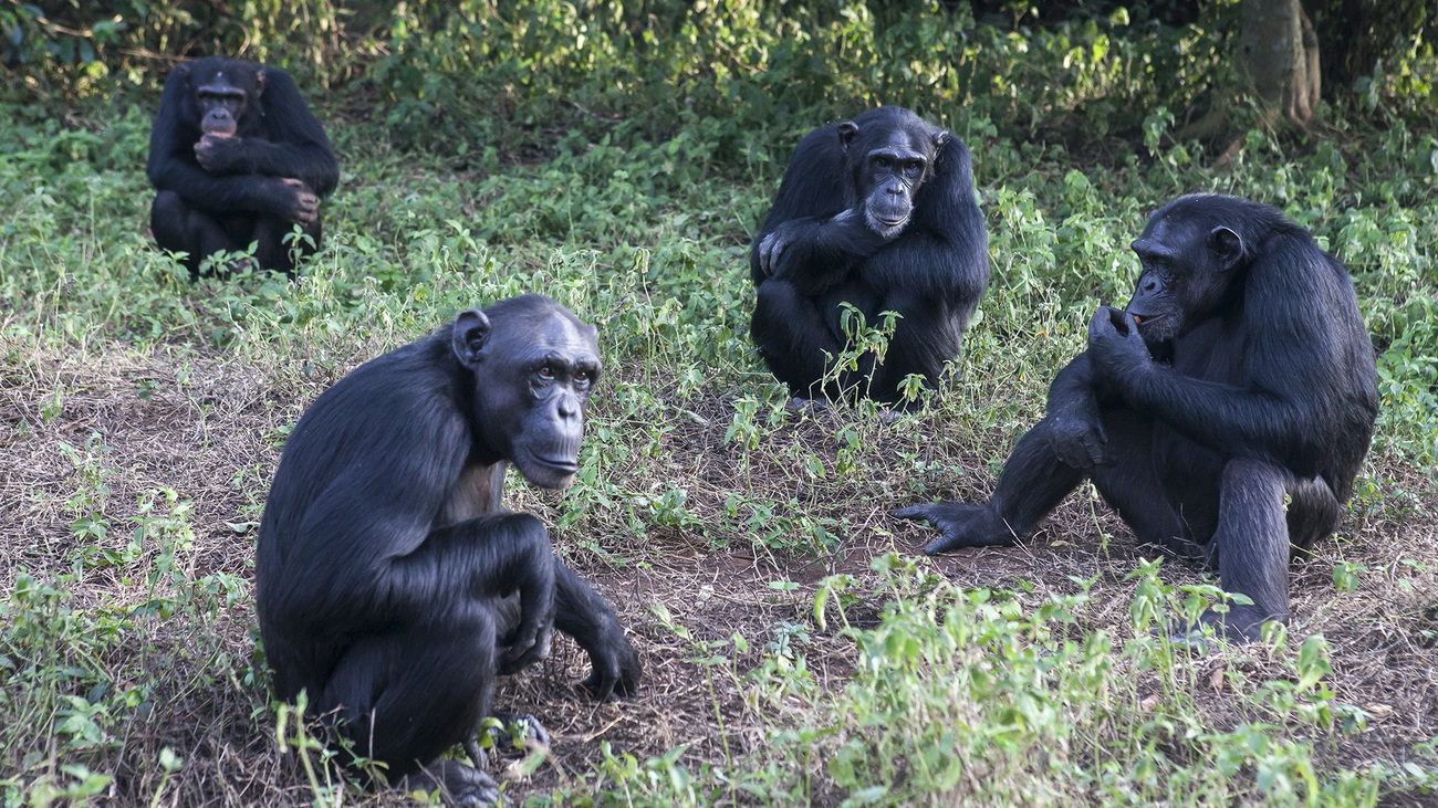 Chimpanzees in the forest at the Ngamba Island Chimpanzee Sanctuary in Lake Victoria, Uganda. 