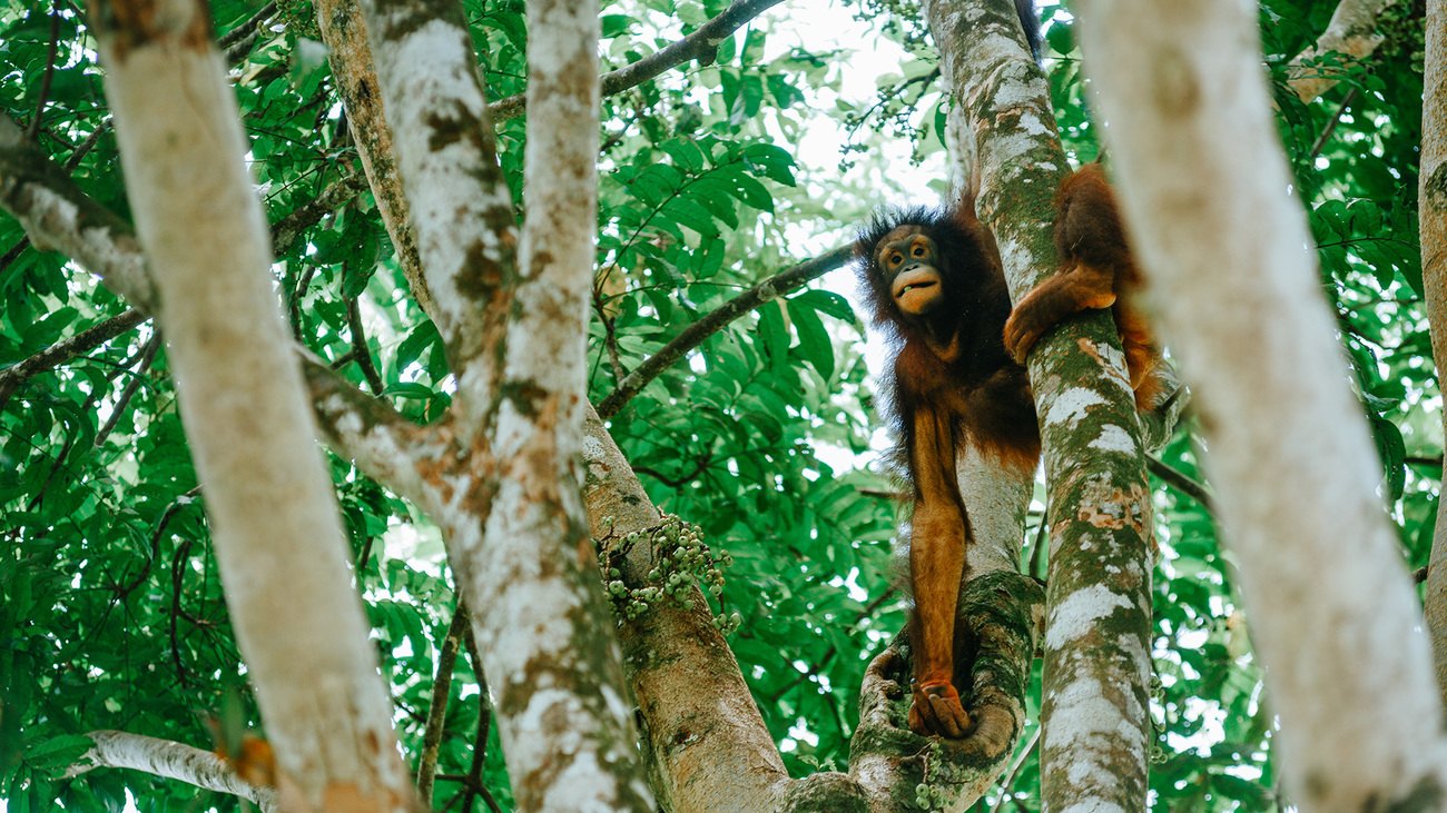 Mungil climbing in the trees on Dalwood-Wylie Island.