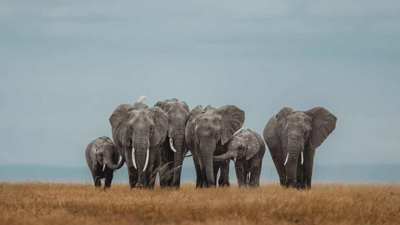 An image of a herd of elephants in Amboseli National Park in Kenya