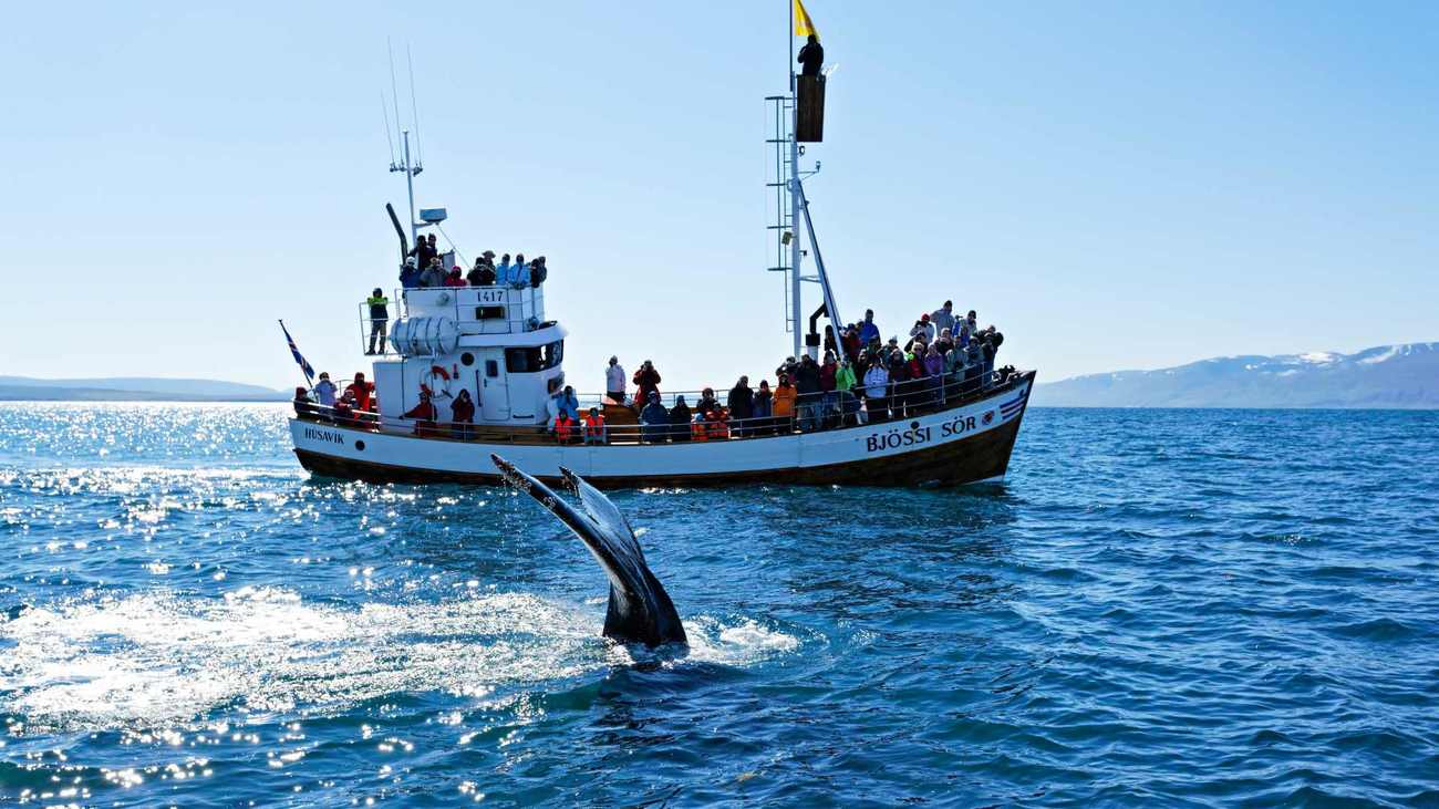 Photo of a humpback whale in front of a boat in the ocean in Iceland.