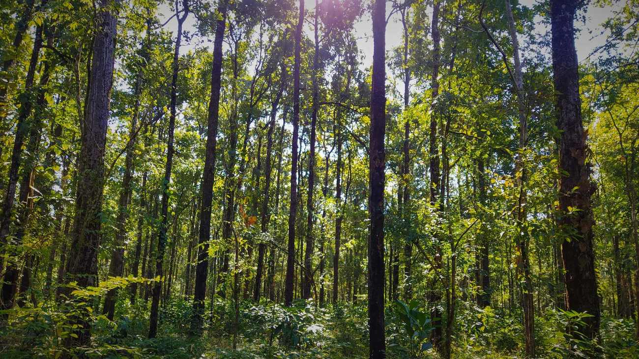 Les arbres sal que l’on trouve dans la forêt du parc national de Raimona sont une espèce végétale particulière appréciée pour son importance médicinale et culturelle.