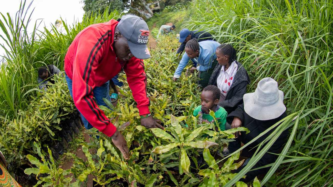 Photo of people in Kenya working on a macadamia nut farm.