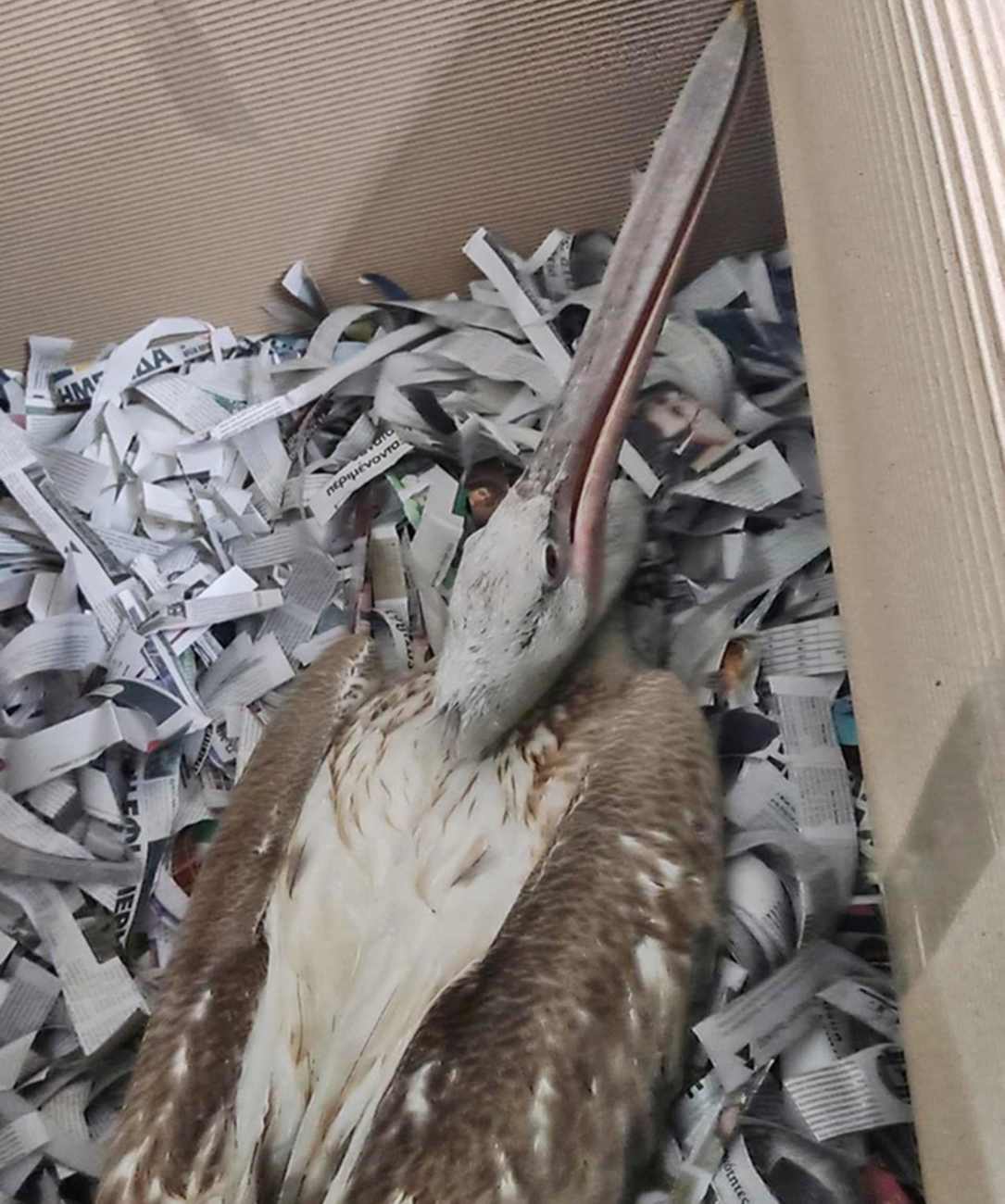 Ein Vogel hockt in einem Karton voller Schnippsel.