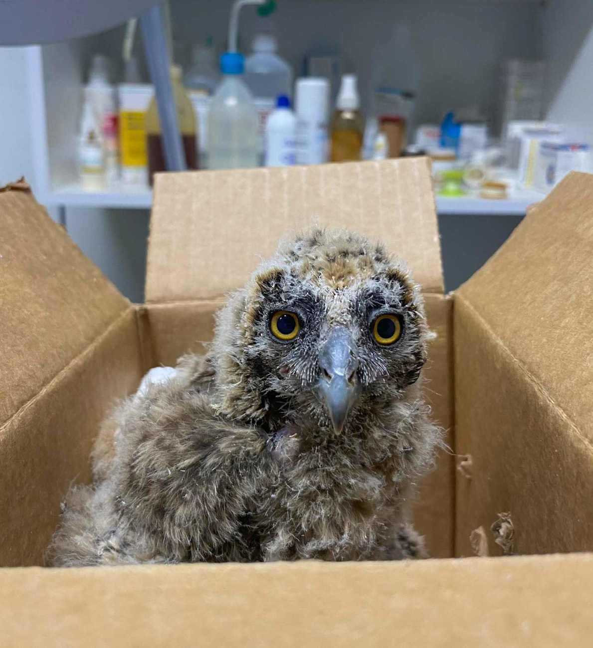 A young raptor rescued from raging wildfires in Greece in care at ANIMA’s main wildlife First Aid Station.