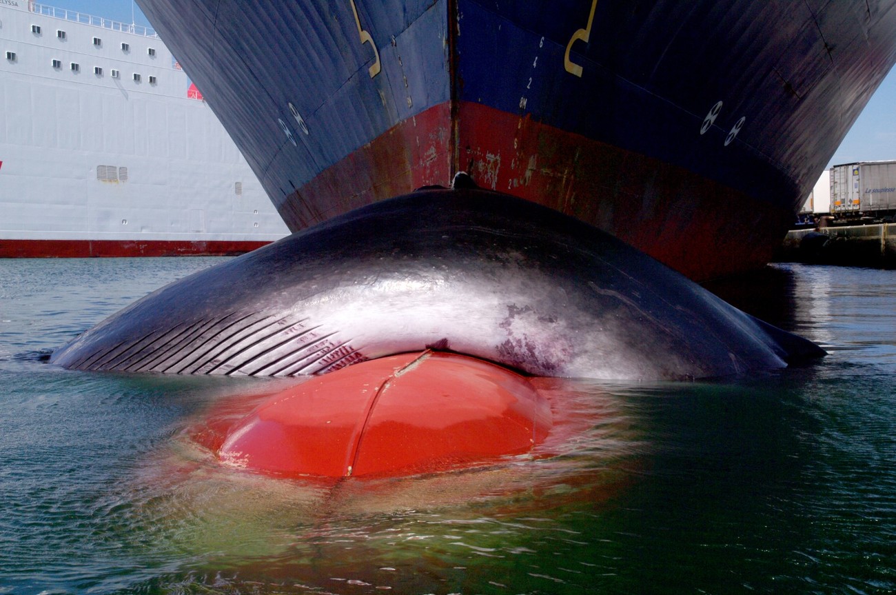 Ein Finnwal, der durch die Kollision mit einem Schiff gestorben ist.