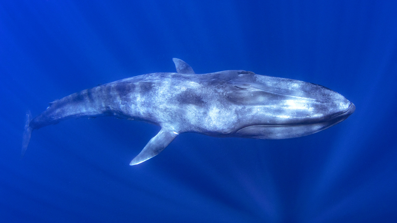 Blue whale swimming underwater.