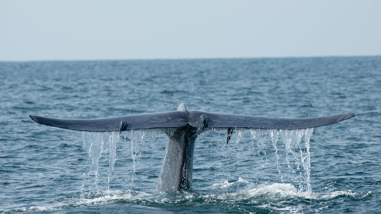 Blue whale fluking.