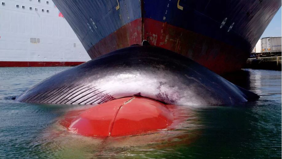 Un rorqual commun heurté par un navire