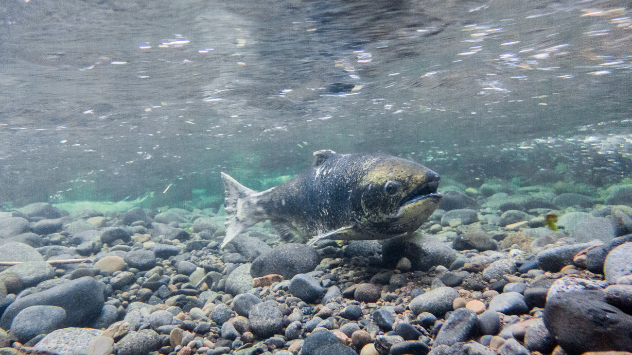 A Chinook salmon underwater.