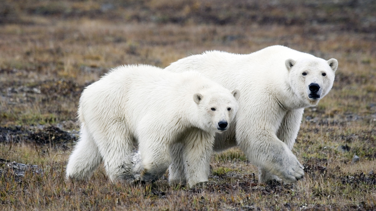 A mother polar bear with her nine-month-old cub.