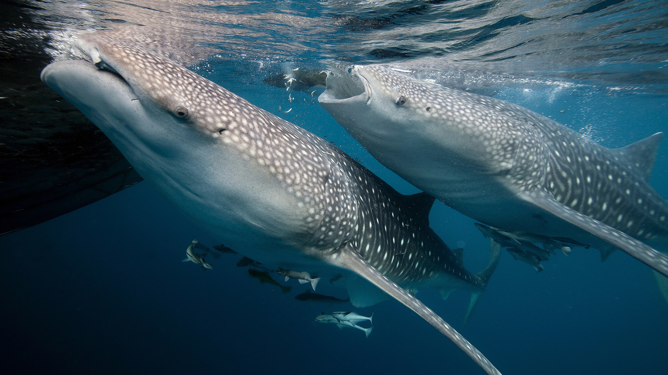 Two whale sharks approach the ocean's surface while swimming underwater.