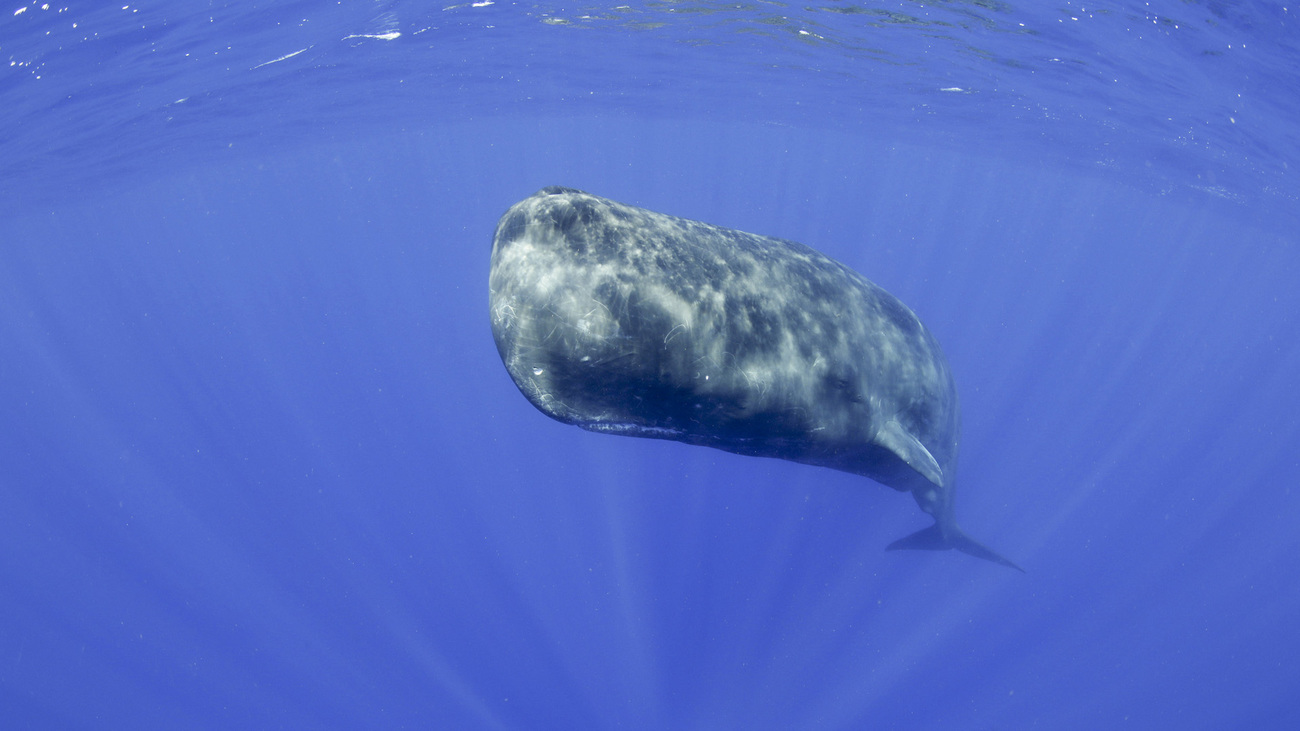 Sperm whale swimming in the ocean.