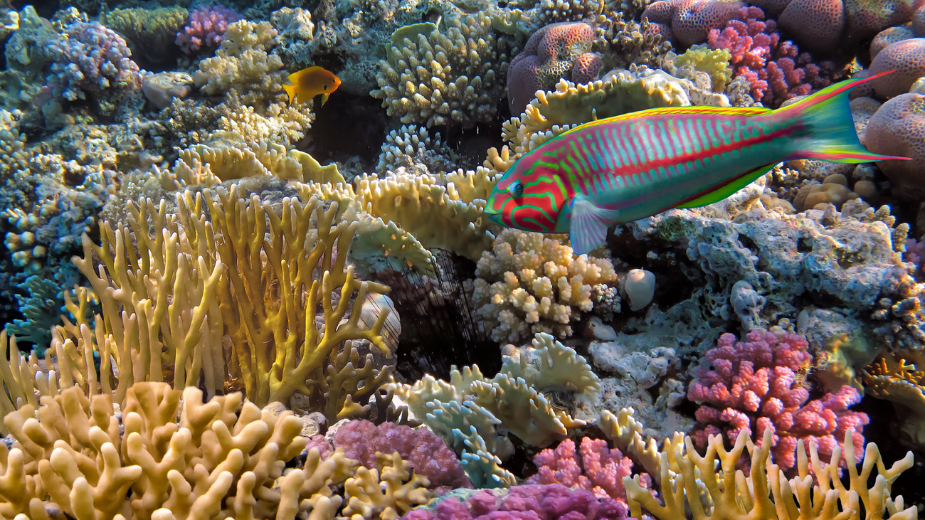 Fish with coral reef in the Red Sea near Sharm El Sheikh, Egypt.