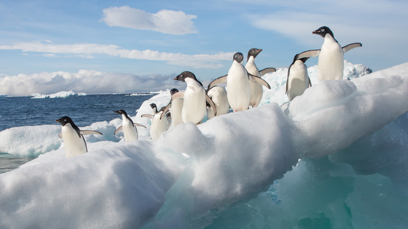 Adélie penguins on the ice in Antarctica.