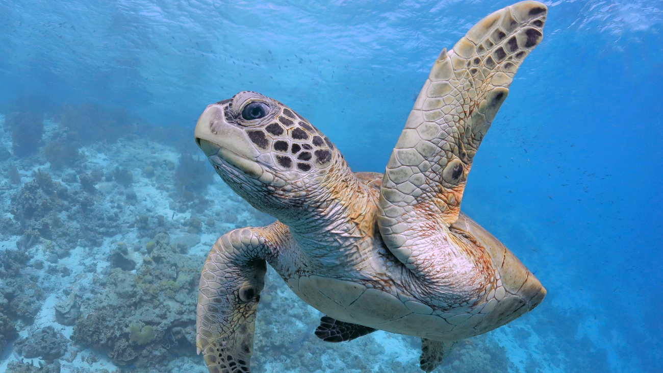 A sea turtle swims underwater.